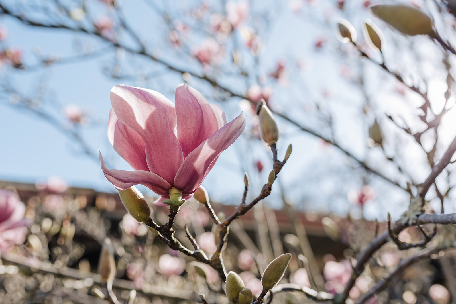 The Pillars of Dominican Life Dominican Sisters of San Rafael