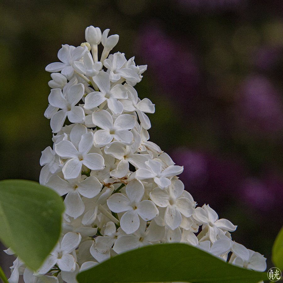 Magnificence of Lilacs