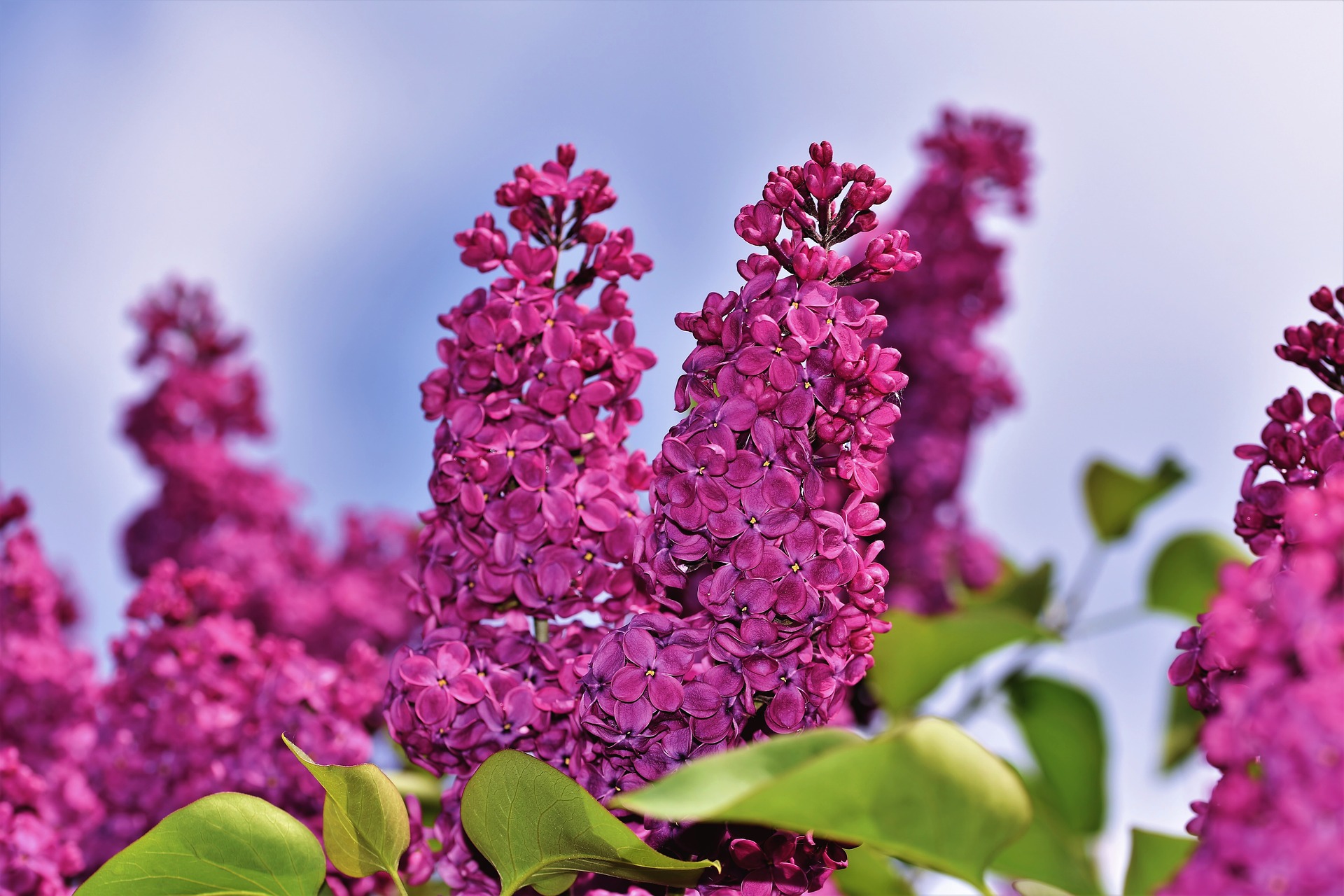 “April is the cruellest month breeding lilacs out of the dead land”