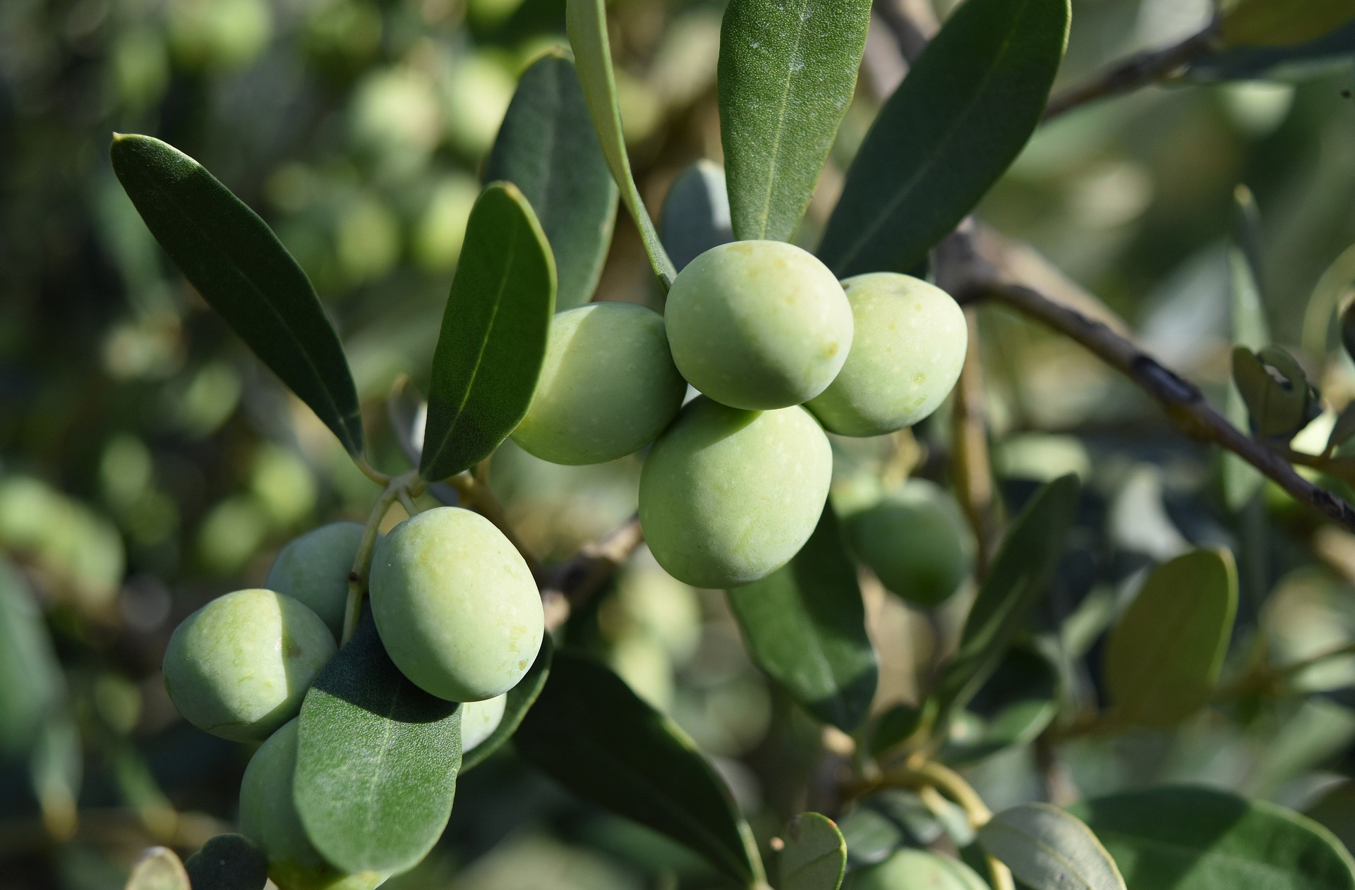 Olive Tree as Symbol for Ladauto Si’ Efforts