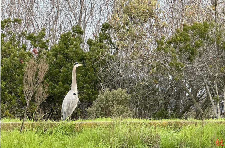 Bird Song