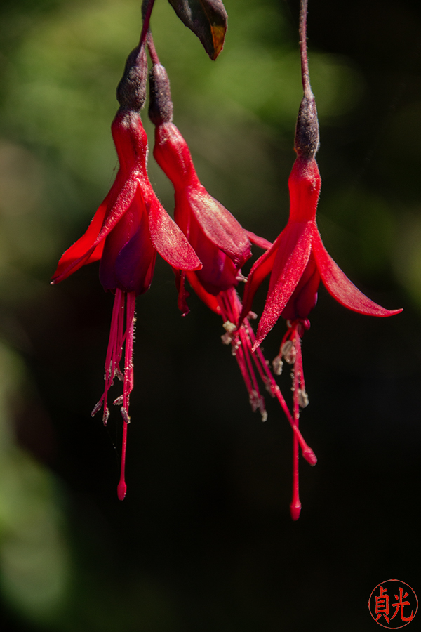 Flowers Just Bloom