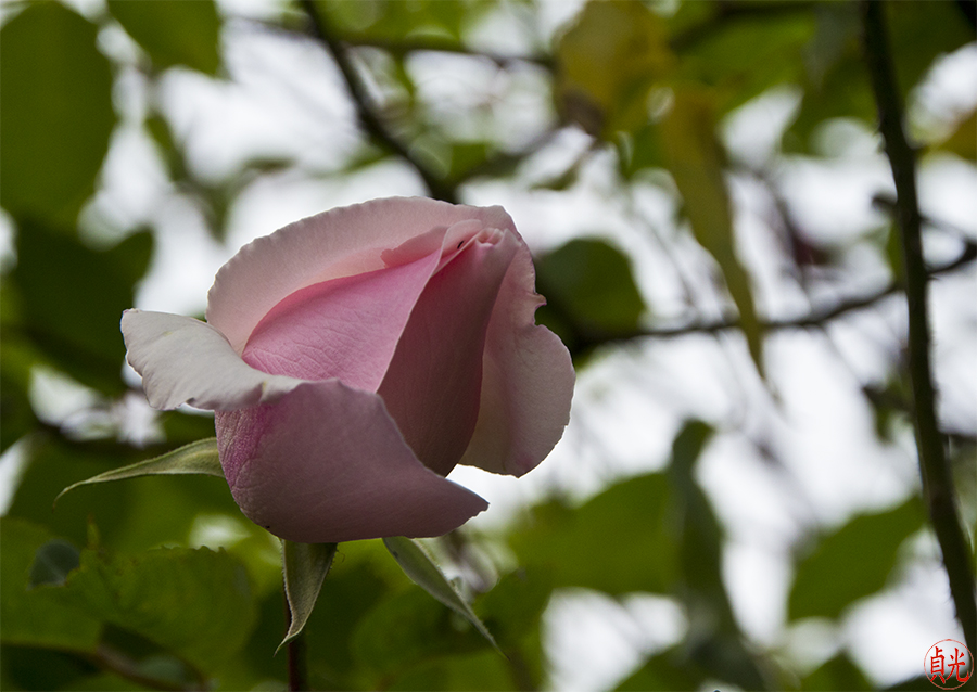 Bloom
