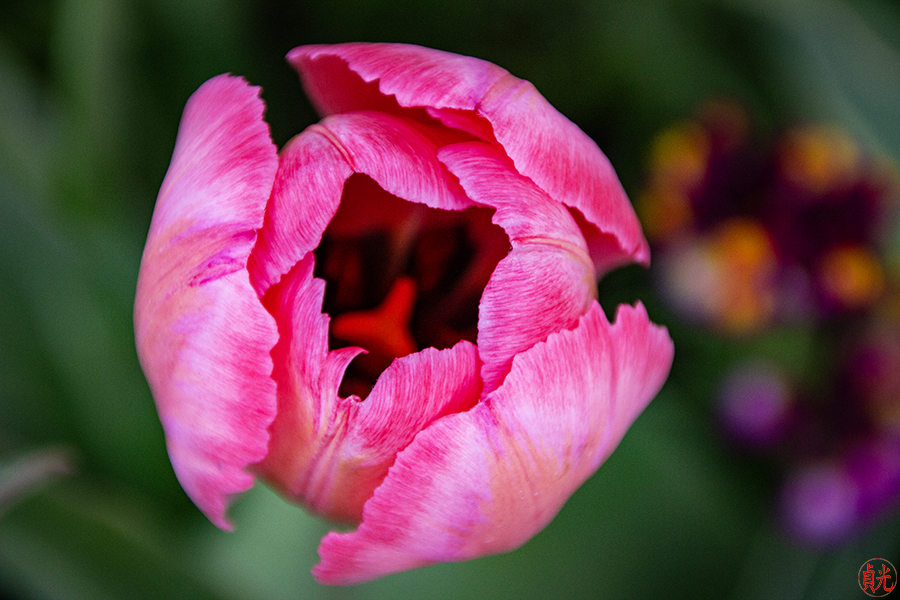 Looking Deeply at a Flower