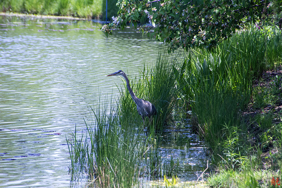 Impermanent as Ripples