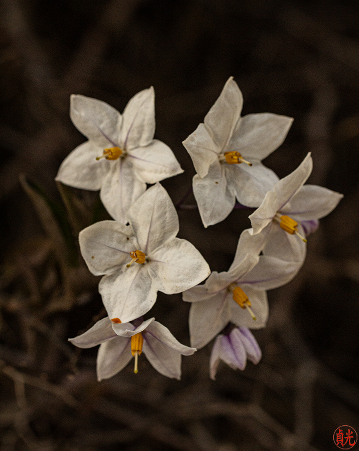 The Miraculous Flower
