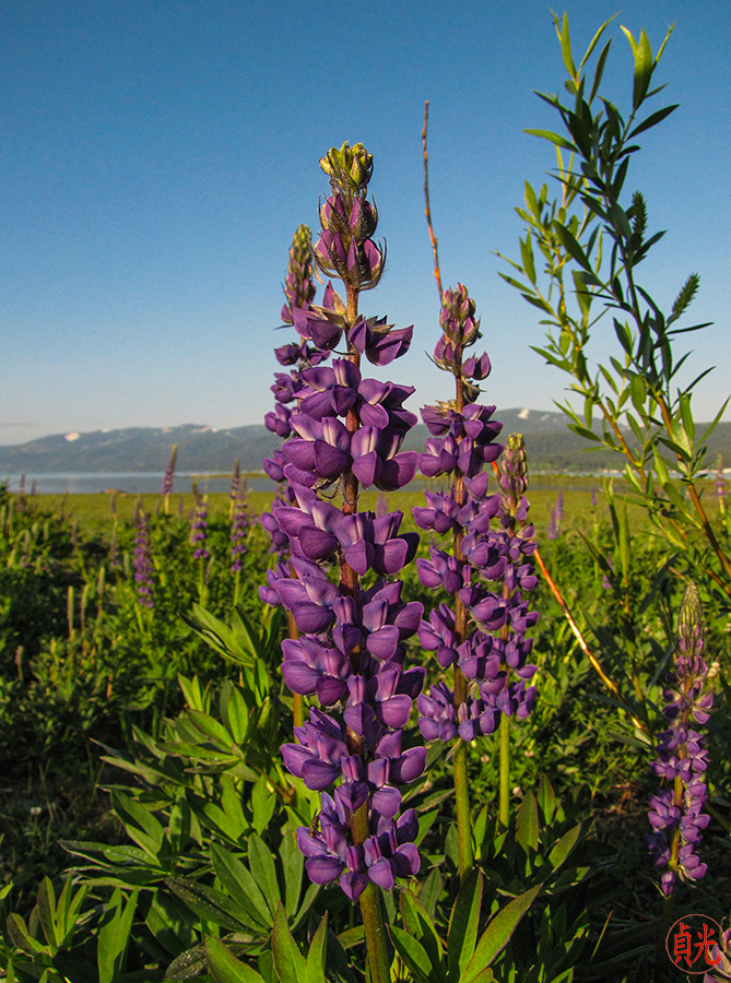 Celebrating Wildflowers