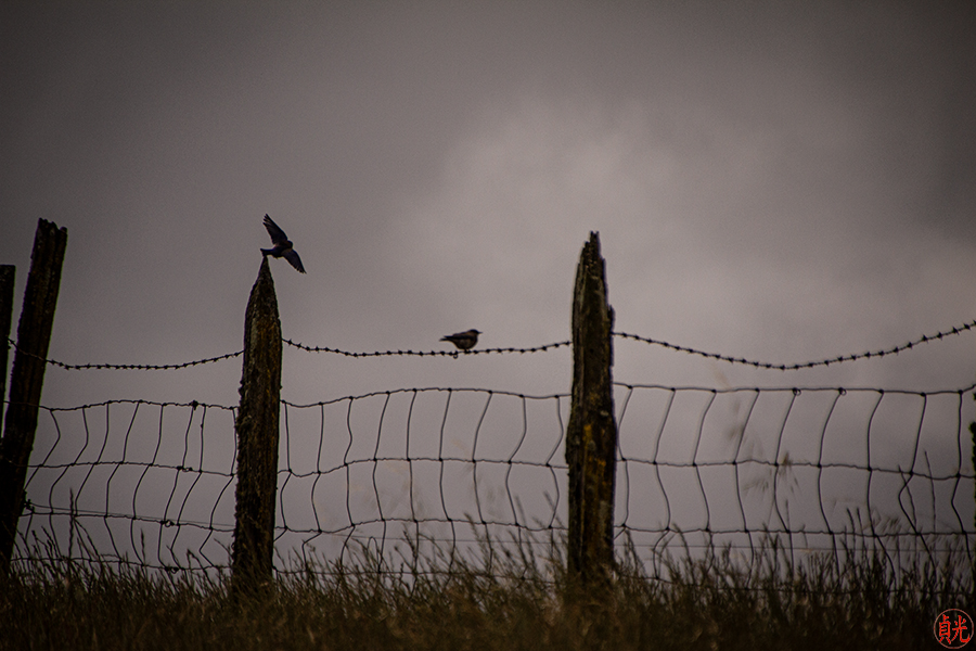 Loving without Barriers