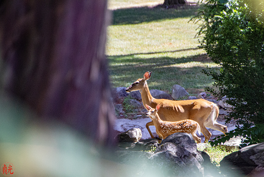 Extending Compassion