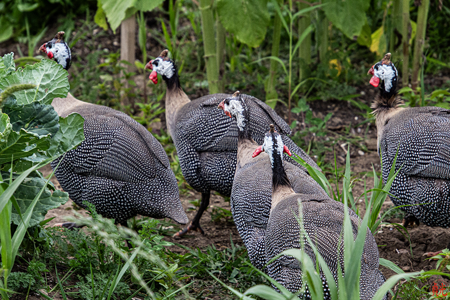 What Is the Mark of True Civilization