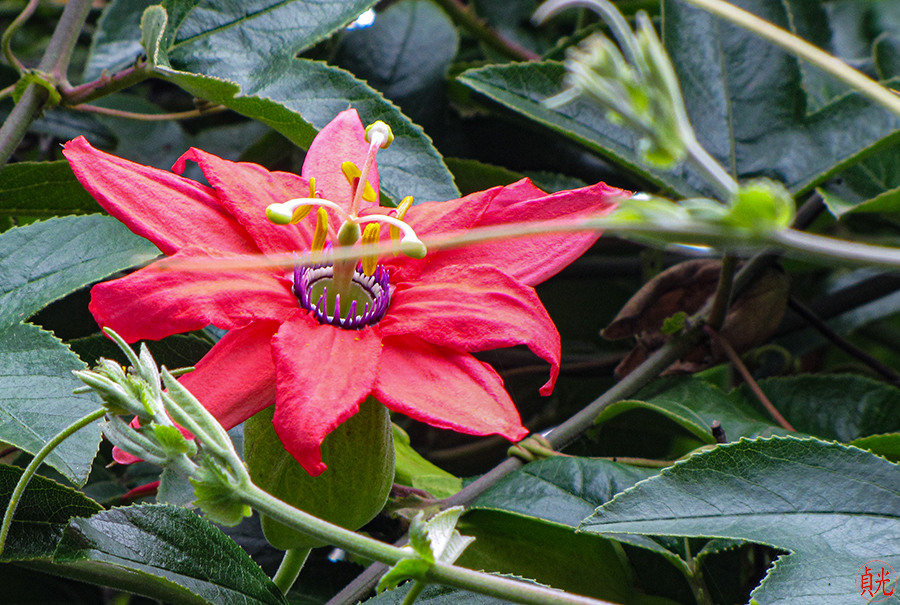 What Makes Flowers Beautiful