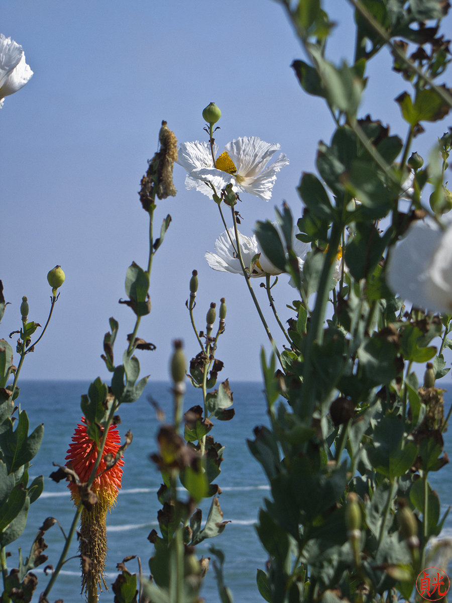 Where Does Hope Bloom?