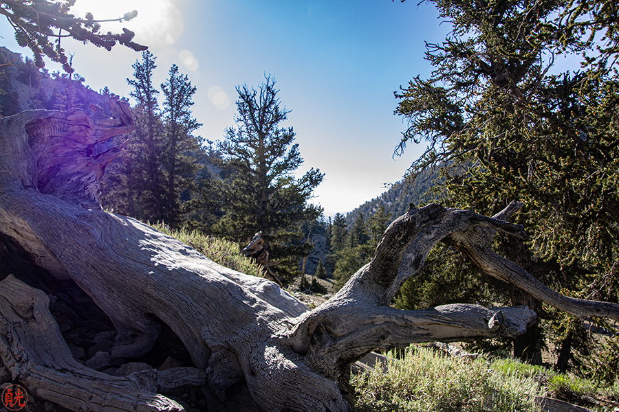 The Forest Is Sacredness