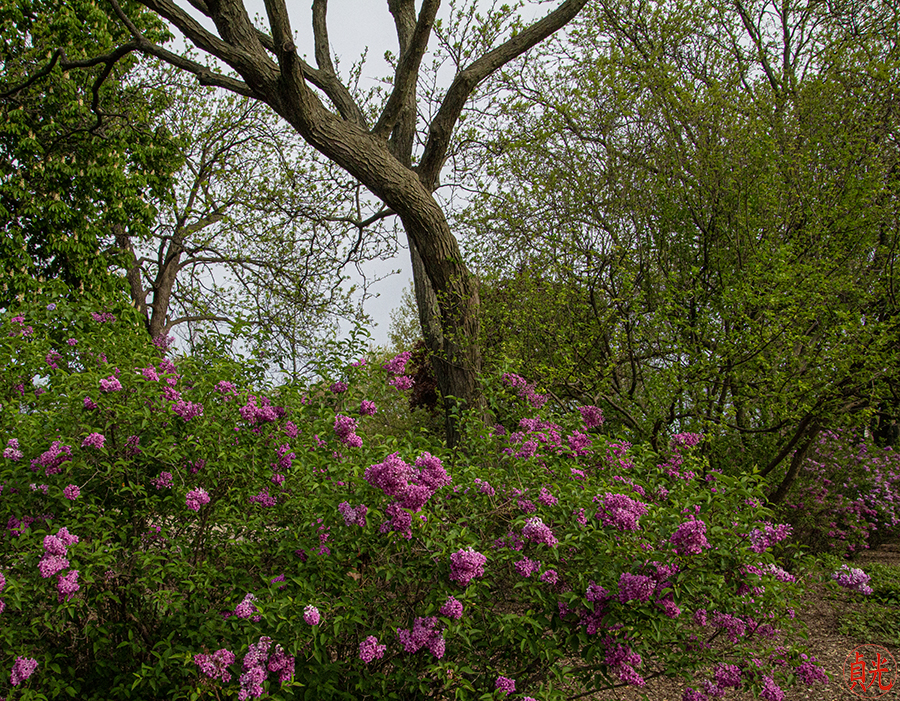 Trees Are Sanctuaries