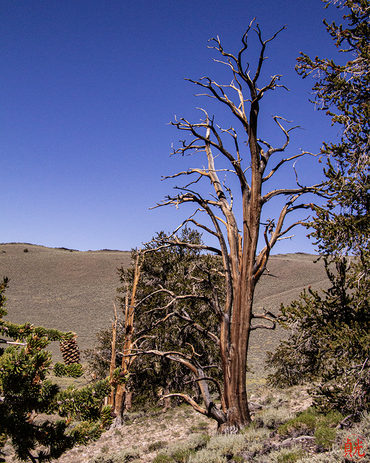 How Trees Preach