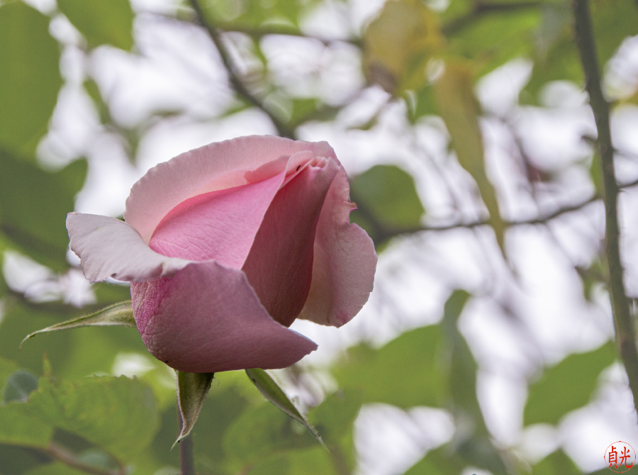 From Bud to Blossom