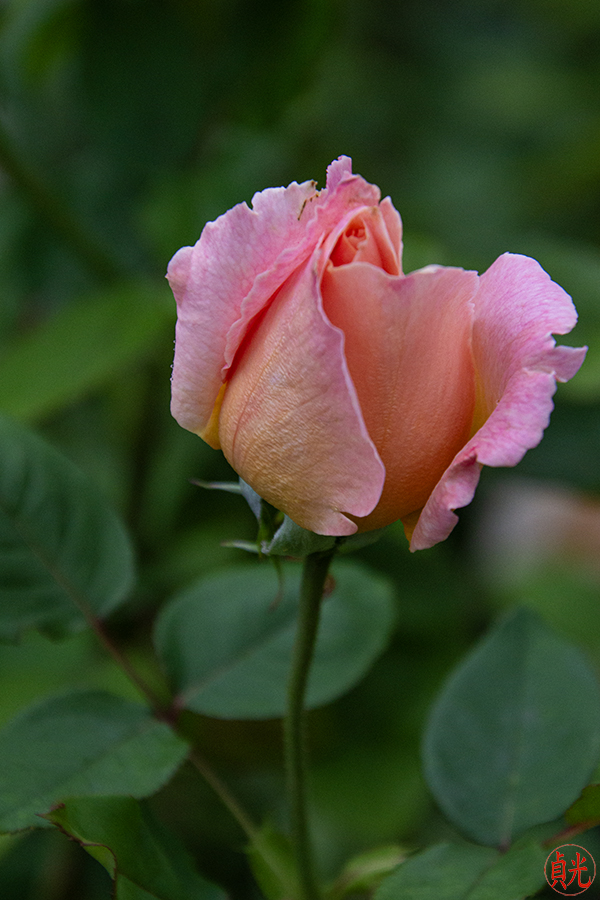 Don’t Fix the Flower!