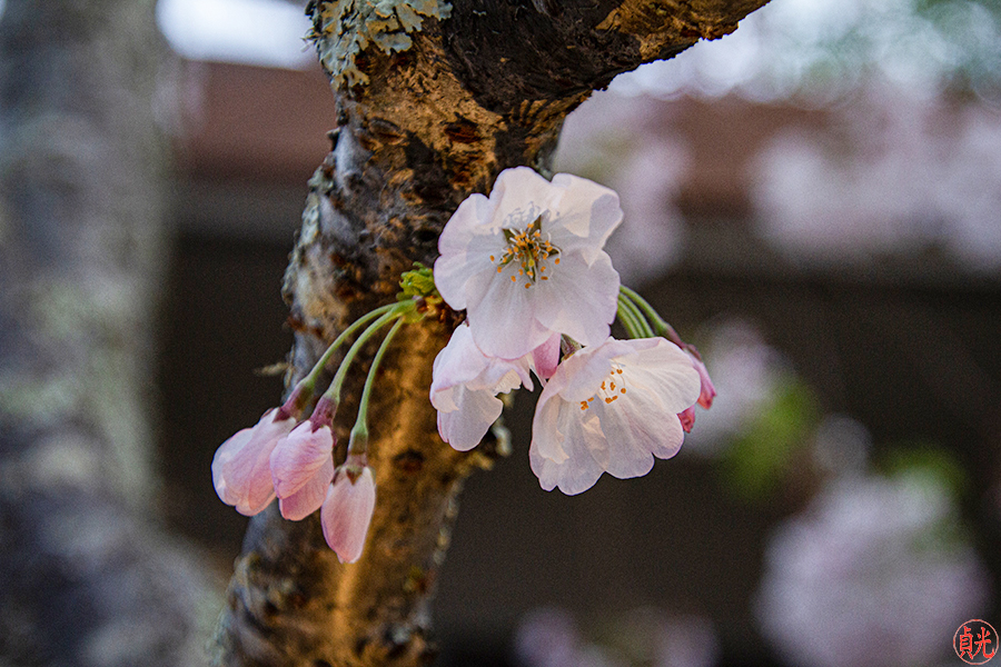 Plum Blossom Fragrance